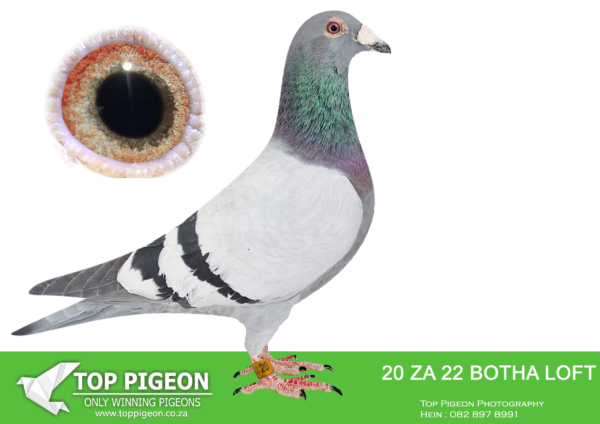 LOT 14 FATHERSDAY AUCTION – ZA 22 BOTHA LOFTS 20 -SIRE:18642 ZATRPF 16. Superior L/dist. racer and breeder. Bred 2x SANPO Silver L/dist. Bred union winner 2314/20. 17′, 1st L/Dist bird Union, 2nd Comb.; 4 Richmond, 14 Cradock;16 Cradock; 22 Leeu-Gamka; 29 Colesberg. Bred 2314/20 2x SANPO silver L/dist. Full Brother to ZA 08226/15 “17: 1’2YO; 3’Overall; 3’Open, 4’S/Dist. 2nd Gauteng 7982b and 5x Top 30 PWDC..——–DAM: 09520 ZA 14. SCROYENS/GABY. Superior racer and breeder. Bred 2x SANPO Silver L/dist. Bred Union Winner 2314/20. Bred 4x1st, 1x2nd, 6x3rd place winners 2021 with “18642′. 7x top 22 Comb. PWDC: 6(2)Winburg; 9(8) Springfontein; 10(7)Dewetsdorp; 11(7) Dewetsdorp, 13(11) Bloemfontein; 20(16) Smithfield; 30(22) Richmond.SEE PEDIGREE!!
