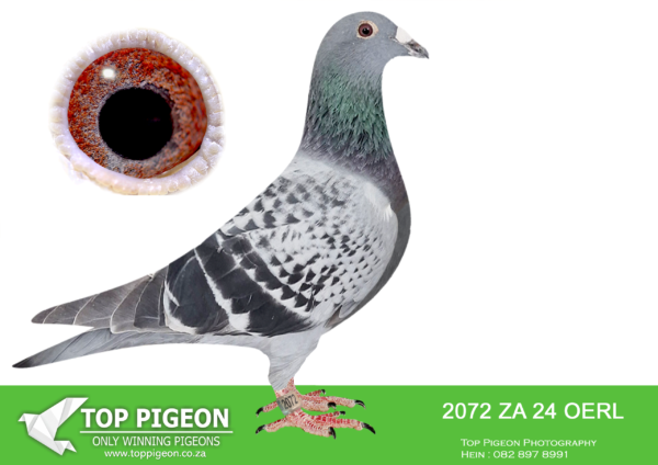 .LOT 3 FERDIE COETZER – ZA 24 OERL 2072 – is a perfect handling , medium in size , linebred ” Best Kittel x Blou Bul ” hen . In her pedigree find Best Kittel , Sister Olympic Rosita , Special Una , LC Super Kittel BE 18/4234474 bred from Best Kittel x Sister Olympic Rosta , Melt”s Best Kittel and the WF Best Kittel hen superbreeder . This fabulous hen is a combination of the world”s best captured in a perfect body . The Best Kittel pigeons cross exceptional with the Blou Bul champions . Mother x Son mating .SEE PEDIGREE!!!