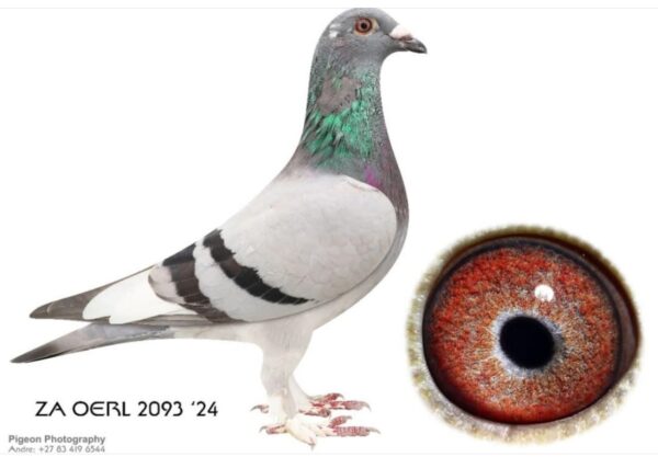 .LOT 1 FERDIE COETZER – ZA 24 OERL 2093 – The ” Booted Warrior ” ZA 24 OERLE 2093 got his name from his exceptional feather legs . His sire is bred from the full brother to the dam of ” Turbo Kittel ” the R338000 red Kittel hen . The dam is inbred to the world famous ” Best Kittel ” . Truely a magnificent racing pigeon bred from the finest Best Kittel x Kittel blood .SEE PEDIGREE!!!