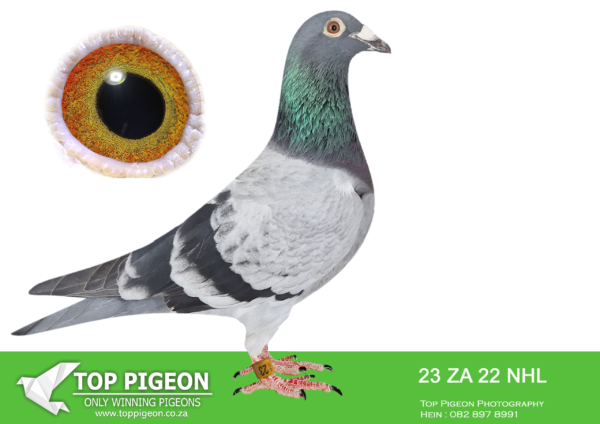 .LOT 5 BADENHORST HOKKE -ZA 22 NHL 23 -Bred for my stock loft. super cock, son to ZULU 2334/19 Sonic – 2nd place Barzalona 2020 who is brother to ZULU 0252/18 – 4th place (equal winner) 2019 Barzalona race. ZA 10830/16 – 2018 SANPO double gold long distance (Bred by Badenhorst Lofts raced by Alwyn Bester). Dam is a inbred daughter to legendary Moneymaker Tom Lock cock. This bird is bred from the best. SEE PEDIGREE!!!!