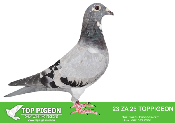 .LOT 8 BENEKE LOFTS – ZA 25 TOPPIGEON  23 -SIRE:12009 ZA 21. JJJ GANUS. BRED FROM  “JACQUELINE” 27th 2019 SAMDPR Final! 54th 2019 SAMDPR HSCR 1! 59th 2019 SAMDPR HSCR 2! Full sister of (1) JADZIA (7th SAMDPR Final); (2) DALEEN 31st 2017 SAMDPR 3rd OVERALL ACE PIGEON SAMDPR 2017, 4th Prize KNOCKOUT SAMDPR 2017 Final.————DAM:BE 21 4202825. BEST KITTEL. DIRECT DAUGHTER TO “JUNIOR”.JUNIOR WAS THE 1ST SON OF BEST KITTEL EVER RACED AND WON 5 X 1ST 2. National Ace Pigeon Sprint Yl KBDB 2018 4. Belgian Olympic Pigeon Cat A – Poznan 2019.SEE PEDIGREE!!!!