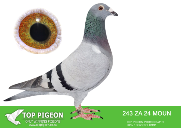 LOT 22 FERDIE LUBBE – ZA 24 MOUN 243 -SIRE:ZA 21 MOUN 2.Alias “THE PACEMAKER” Strain: MOUNTAIN LOFTS Color: BLUE CHECK “THE PACEMAKER” ZA21 MOUN 2 DIRECT SON OF OUR NO 1 BREEDING PAIR 2 X LEGEND COMBINE WINNER 250 MEMBERS 1ST CLUB, 1ST UNION WINBURG 339KM 1306P 1ST LEGEND COMBINE WINBRG 339KM 5000+P 5TH GAUTENG JOINT LIBERATION.————DAM:ZA 23 MOUN 930.Alias “SUPER QUEEN” Strain: MOUNTAIN LOFTS Color: BLUE BAR “SUPER QUEEN” ZA23 MOUN 930 A BEAUTY 1ST GREATER GAUTENG COMBINE WINNER 2024 SIRE:”MASTER JACK” ZA19 TRPF 18167 WE BRED HIM FOR TRFF R5000 RING SALES RACE WHICH THEY CANCEL SO I DECIDE TO PUT HIME TO STOCK AAS HHE WAS THE LAST BABY BRED FROM THE PAIR SOLD TO GYS LOUW.SEE PEDIGREE!!!