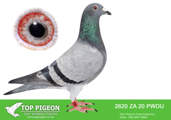 LOT 18 PIGEON PALACE -ZA 20 PWDU 2620 –