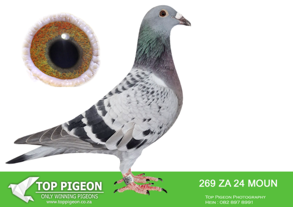 LOT 17 FERDIE LUBBE -ZA 24 MOUN 269 -SIRE:”BEST KITTEL 619″ ZA22 MOUN 619 – BRED FOR STOCK 1ST BABY EVER – 1ST ACE YOUNG BIRD FOR JACO FOURIE KEMPTONPARK CLUB SIRE:” BEST KITTTEL 906″ BELG20 41869006 TWO NESEMATE BABIES BRED FOR AFRIKAPRO 2024 WAS 1ST & 2ND AVERAGE ON ALL TRAINING RACE BEFORE RACE 1 THEY WENT ALLL THE WAY THROUGH AND COMPLETE A VERY DIFFICULT FINAL. GRAND SIRE 1ST ACE YOUNGBIRDFOR JACO FOURIE————–DAM: ZA 20 MOUN 1055 .Alias “ALL ALONE” Strain: MOUNTAIN LOFTS Color: BLUE BAR ”ALL ALONE” ZA20 MOUN 1055 DAM OF WINNERS ALSO BRED 1ST ACE YOUNG BIRD KEMPTONPARK CLUB FOR JACO FOURIE 1ST CLUB, 1ST UNION, 3RD GAUTENG COMBINE BLOEMFONTEIN YO 440KM 8530P 1ST CLUB, 29TH UNION BLOEMFONTEIN 2 YO 440KM 1335P.SEE PEDIGREE!!!