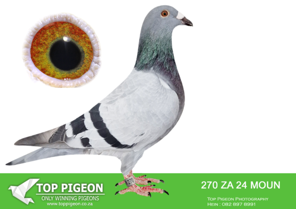 .LOT 9 FERDIE LUBBE -ZA 24 MOUN 270 -SIRE:”BEST KITTEL 619″ ZA22 MOUN 619 – BRED FOR STOCK 1ST BABY EVER – 1ST ACE YOUNG BIRD FOR JACO FOURIE KEMPTONPARK CLUB SIRE:” BEST KITTTEL 906″  BELG20 41869006 TWO NESEMATE BABIES BRED FOR AFRIKAPRO 2024 WAS 1ST    & 2ND AVERAGE ON ALL TRAINING RACE  BEFORE RACE 1 THEY WENT ALLL THE WAY THROUGH AND COMPLETE A VERY  DIFFICULT FINAL. GRAND SIRE 1ST ACE YOUNGBIRDFOR JACO FOURIE IN KEMPTONPARK KLUB BRED BY PIPA————–DAM:”SMALL DIAMOND” ZA18 MAIN 812  DAM TO: ZA20 MOUN 909   SANPO SILVER MEDAL LONG DISTANCE 2023 4 X 1ST ACE OVER 3 YEARS DAM TO :ZA21 VIL 1817  “FULL CREDIT” 5 X WINNER 2 X UNION WINNER DAM TO: QATAR 812 13TH FINAL RACE AFRIKAPRO 2013 DAM TO: ZA22 MOUN 409 18TH ACEBLUE JACKET AFRIKAPRO 2023 DAM TO: ZA22 MOUN 470 1ST SMITHFIELD 5400KM  “SMALL DIAMOND” OWN PERFORMANCE 4 X WINNER AND BREEDER  OF WINNERS 1ST CLUB, 8TH UNION, 9TH PTA-COMBINE ALIWAL NORTH  579KM 2079 PIGEONS.SEE PEDIGREE!!!