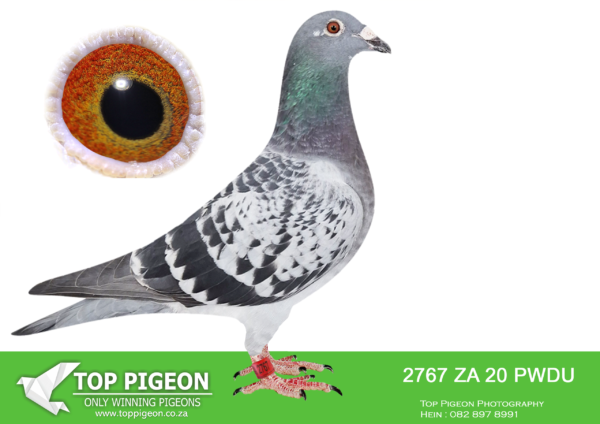 .LOT 8 PIGEON PALACE -ZA 20 PWDU 2767 Wolketrapper’—-1st Place 1st Super Turbo Race Dinokeng 21 also 7th grand averages & 9th Ace bird. Positions Dinokeng—-25, 1, 195, 10,264,118. Superbreeder dam to 1032/22 1st club 2nd fed Noupoort 630km 2nd club 2nd fed Britstown 660km 7 club 20th fed Vic- Wes 800 km 6th club 28th fed Noupoort 5th club 42nd fed Winburg 567/22 GRPF pos. 6, 10, 15, 16, 34. 1023/22 positions 4,5,9,17.——-SIRE:2012 230 12 ZA VNRF COCK St rain: Coetzer And Oerlemans Color: Blue Bar This cock’s baby Foetmans ZA VNRF 14/1150 won a 300 km Hot Spot at SAPIR by 20 minutes . ZA VNRF 12/230 is a perfect pigeon and brother to Ace birds Dinokeng ( Marissa ) and SAPIR ( Something Splendid ) . Star breeder .————–DAM:PRPC-19-8818 H. BLOUBUL.Dam to ZA 20 PWDU 2767 Wolketrapper, 1st Super Turbo Bloemfontein OLR. Dam to ZA 20 PWDU 2721 1st Colesburg PTA.SEE PEDIGREE!!!!