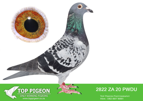 LOT 24 PIGEON PALACE – ZA 20 KRPS 2822 -Super handling hen that is picture perfect. She is a breeder of top OLR birds as well as many winners. Her daughter flew 30th Vic Falls final in 2022 This hen is one of the best Hooymans breeders in the Republic.Inbred to worldfamous ‘Harry’ top racer and excellent breeder. The Hooymans strain is built around this magnificent cock.———SIRE:NDK-18-0573 C ‘Inbred basic pair’ Hooymans.Highly inbred to the famous pair of Jan Hooymans ‘Jonge Bliksem’ x ‘Dirkje’. They are sire to ‘Harry’ and other super pigeons.————-DAM:TRPF-17-17646 H ‘Inbred Basic pair’ Hooymans.Super Hooymans hen inbred to the famous. ‘Harry’ and the basic pair of Jan Hooymans ‘Jonge Bliksem x Dirkje’.SEE PEDIGREE!!!