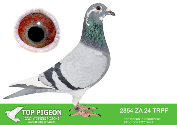 .LOT 4 FERDIE COETZER – ZA 24 TRPF 2854 – Alias ” Sam 7 is full brother to Stingray , Alice Band Hen and Winburg Hen . These are magnificent racing pigeons that can win over all distances in the toughest conditions . They also got the rare ability to reproduce champions at a high strike rate . Sam 7 is a young stud of the highest order . Future foundation cock , super handler and also a looker . Bred from the fighter cock x Pretty Hen .Stingray sired Afrikapro winner race 7 ” New Avenger ” Say no more . I rate these pigeons so highly that i entered a brother and sister to Sam 7 in Afrikapro .SEE PEDIGREE!!!