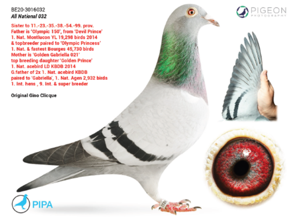.LOT 7 PIGEON PALACE -BE 20 3016032 -G.Daughter 3x 1. Nat. & 1x 1. Nat. ace KBDB————-SIRE:BE\16-3142150 OLYMPIC 150 BLAUW FATHER WON 1 NATIONAL MONTLUCON 19298 MOTHER WON 1 NAT BOURGES FASTEST 45730 MOTHER IS GRANDDAUGHTER SUPER PRINCE WON 2 NAT ACE KBDB GREAT MID DIST..————-DAM:BE\17-3131021 GOLDEN GABRIELLA 021 VUIL BLAUW 83 FATHER WON 1 NAT ACEPIG KBDB LONG DIST AND IS GFH TO 2 X 1 NAT ACE KBDB LD + GREAT MID. DIST. MOTHER WON 1 NAT AGEN AND 1 INTERNAT AGEN 2932.SEE PEDIGREE!!!