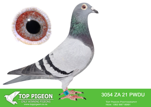 LOT 19 PIGEON PALACE -ZA 21 PWDU 3054 -SIRE: 06292 14 ZA .PROF H DE JAGER.———–DAM:28777 ZA 17 .Alias “777” Strain: Prof. Herman De Jager Color: Blue Bar The ” 10 minute Pair Hen ” . Dam to many great champions like 3047 winner by 10 minutes . Gold medal Ace PWDU old birds 2019 . 3rd Ace short distances , 7th best Yearling Union 2018.SEE PEDIGREE!!!