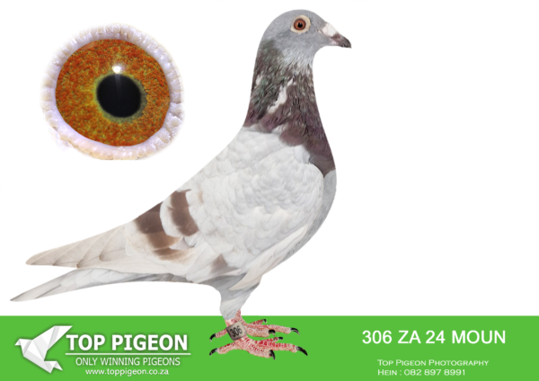 .LOT 8 FERDIE LUBBE -ZA 24 MOUN 306 -SIRE:ZA 19 MOUN 685.Alias “SUPER 685″ Strain: MOUNTAIN LOFTS Color: BLUE BAR ”SUPER 685” ZA19 MOUN 685 685 SCORED 17 X IN UNION OVER 2 YEARS NESTMATE BROTHER 686 SCORED 16 X UNION OVER 2 YEARS SIRE; “ALLES ACHT” NL12 1784280 THE MOST FAMOUS HOOYMANS BREEEDING COCKS IN SA OF MULTIPLE WINNERS AND BREEDERS IN DIFFERENT LOFTS “ALLES ACHT” SIRE OF 13 WINNERS 7 .———–DAM: ZA 23 MOUN 923 .Alias “GOLDEN GREIPEL” Strain: MOUNTAIN LOFTS KITTEL Color: MEALY “GOLDEN GREIPEL” ZA23 MOUN 923 SIRE:”GREIPEL STAR: NL 21 17491192 STRAIN DIRK VAN DEN BULCK SIRE TO:FIRE HAWK ZA23 MOUN 1033 SOLD ON AFRIKAPRO AUCTION AT TOP PIGEON FOR R26,000 – 10/11/24 SIRE TO 3 WINNERS DAM:”GOLDEN MASK” ZA17 MOUN 318 BREEDER OF SUPER WINNERS DAM TO: FIRE HAWK ZA23 MOUN 1033.SEE PEDIGREE!!!