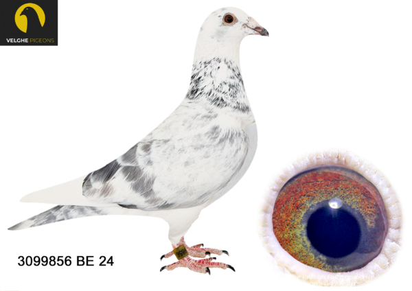 LOT 25 VELGHE PIGEONS – BE 24 3099856 GRIZZLE COCK – BLIZZARD- LEONTIEN- KITTEL – OLYMPIC KITTEL————-SIRE:BE 22-6216135 M. GREIPEL KITAN 135 .Van den Bulck Dirk. G.Son GREIPEL: 6.NAT ACE KBDB 2013. 1.NAT CHAMP KBDB’13. WINNER OF: 2. NOYON 1.559. BIRDS. 5. NOYON 1.371 BIRDS. 5. NOYON 1.603 BIRDS. 10.NOYON 1.255 BIRDS.————DAM:B 22-4207847 V GRIZZLE BLIZZARD 847 .Flanders Collection Grizzle. BLIZZARD won: 1.NAT ACE KBDB SD’21. 1.WORLD BP FCI YB’21. 1.PROV ACE KBDB 2021. 2.OLYMPIC ACE 2022. 3. NOYON 2.170 BIRDS. 3. NOYON 2.062 BIRDS. 4. NOYON 3.564 BIRDS. 4. NOYON 3.266 BIRDS. 5. NOYON 3.765 BIRDS.SEE PEDIGREE!!!