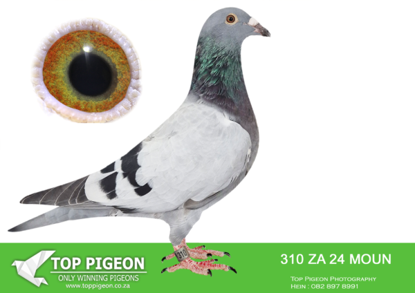 LOT 16 FERDIE LUBBE -ZA 24 MOUN 310 -SIRE:”BEST KITTEL 619″ ZA22 MOUN 619 – BRED FOR STOCK 1ST BABY EVER – 1ST ACE YOUNG BIRD FOR JACO FOURIE KEMPTONPARK CLUB SIRE:” BEST KITTTEL 906″ BELG20 41869006 TWO NESEMATE BABIES BRED FOR AFRIKAPRO 2024 WAS 1ST & 2ND AVERAGE ON ALL TRAINING RACE BEFORE RACE 1 THEY WENT ALLL THE WAY THROUGH AND COMPLETE A VERY DIFFICULT FINAL. GRAND SIRE 1ST ACE YOUNGBIRDFOR JACO FOURIE————–DAM: ZA 20 MOUN 1055 .Alias “ALL ALONE” Strain: MOUNTAIN LOFTS Color: BLUE BAR ”ALL ALONE” ZA20 MOUN 1055 DAM OF WINNERS ALSO BRED 1ST ACE YOUNG BIRD KEMPTONPARK CLUB FOR JACO FOURIE 1ST CLUB, 1ST UNION, 3RD GAUTENG COMBINE BLOEMFONTEIN YO 440KM 8530P 1ST CLUB, 29TH UNION BLOEMFONTEIN 2 YO 440KM 1335P.SEE PEDIGREE!!!