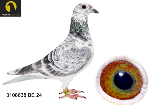 LOT 22 VELGHE PIGEONS – BE 24 3108638 GRIZZLE HEN——TOP INBRED BLIZZARD SON X SISTER BLIZZARD !!!!!! BLIZZARD KING KITTEL WON: 1.NAT ACE KBDB 2021——–SIRE:B 22-4207841 М GRIZZLE BLIZZARD 841. Flanders Collection Grizzle .BLIZZARD X TOPHEN: – KITTEL GOLDEN LADY SAME MOTHER BRED: 2. PRIZE 1.228 BIRDS. 11.PRIZE 2.081 BIRDS. 22. PRIZE 535 BIRDS. 56. PRIZE 892 BIRDS.————DAM:B 23-2062180 V SISTER BLIZZARD KK. V.D.Bulck/Beyl P.. BLIZZARD KK WON: 1.NAT ACE KBDB 2021. BEST& YOUNGB KBDB ACE SINCE DE KITTEL – BLIZZARD KITTEL: 1.NAT ACE KBDB SD’21. 1.WORLD BP FCI YB’21. 1.PROV ACE KBDB 2021. 2.OLYMPIC ACE 2022.SEE PEDIGREE!!!