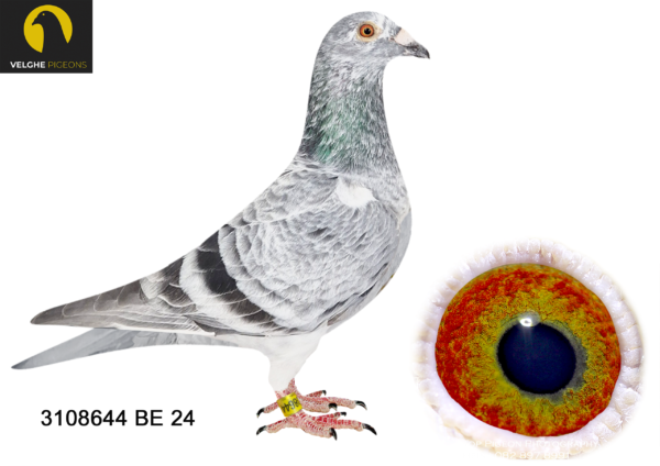 LOT 13 VELGHE PIGEONS – BE 24 3108644 GRIZZLE COCK -EXCLUSIVE INBRED BLIZZARD KING KITTEL—-SON BLIZZARD X SISTER BLIZZARD—-KITTEL X OLYMPIC ROSITA————-SIRE:B 22-4207834 M GRIZZLE BLIZZARD 834. Flanders Collection Grizzle. BLIZZARD X TOPHEN: – KITTEL ROSITA 753. SAME MOTHER BRED: 1. PRIZE 1.443 BIRD. 1. PRIZE 1.410 BIRD. 4. PRIZE 19.291 BIRD.———-DAM:B 23-2062179 V SISTER BLIZZARD KK. V.D.Bulck/Beyl P.. BLIZZARD KK WON: 1.NAT ACE KBDB 2021 .BEST& YOUNGB KBDB ACE SINCE DE KITTEL – BLIZZARD KITTEL: 1.NAT ACE KBDB SD’21. 1.WORLD BP FCI YB’21. 1.PROV ACE KBDB 2021. 2.OLYMPIC ACE 2022.SEE PEDIGREE!!!