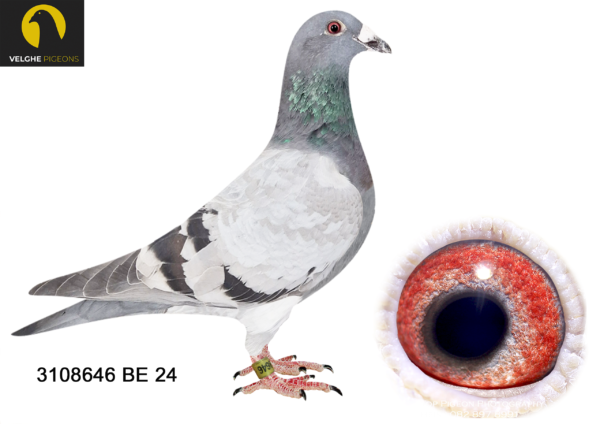 LOT 16 VELGHE PIGEONS – BE 24 3108646 BBAR HEN -KING ARTHUR: 1.NAT Ace KBDB Sprint young B 2023. —-KITAN Father of OLYMPIC KITTEL 006 ———-SIRE:BE 22-6216147 M BROT. MOTHER KING A. Van den Bulck Dirk. Full brother 192/22: 1.NOYON 10-Vb 933P. Full Brother to the mother of KING ARTHUR 1.NAT ACE ’23. MIRACLE is father to —507/18:- 22/1104, 26/1300, 27/1262, 33/941.————DAM:BE 22-6216162 V KITAN 162 .Van den Bulck Dirk. KITAN is father of: —BE16-6245006:– 2/2057 ,3/584 ,4/2089 ,5/2139 ,10/894 —BE17-6216306:- 5/1084 ,3/1142, 9/1098, 5/767, 52/1313 —BE18-6168502:— 1/829 ,8/1245 ,13/1301 ,8/372 ,24/1104 ,26/1068.SEE PEDIGREE!!!
