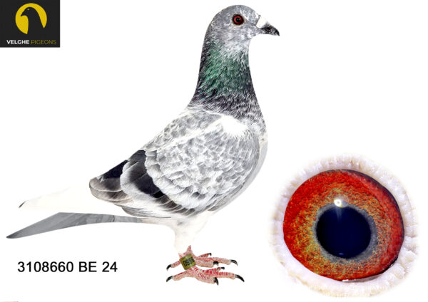 .LOT 5 VELGHE PIGEONS – BE 24 3108660 GRIZZLE COCK – DOUBLE BLIZZARD – DOUBLE BLIZZARD: 1.NAT ACE KBDB SD’21. 1.WORLD BP FCI YB’21. 1.PROV ACE KBDB 2021——-SIRE:B 22-4207828 M GRIZZLE BLIZZARD 828 Flanders Collection Grizzle…DIRECT SON TO LEGENDARY BLIZZARD KING KITTEL. SAME MOTHER BRED: 1. PRIZE 3.757 BIRDS. 3. PRIZ. 17.711 BIRDS. 3. PRIZE 545 BIRDS. 7. PRIZE 813 BIRDS. 7. PRIZE 385 BIRDS. 25.PRIZE 881 BIRDS. 32.PRIZE 1.904. 37.PRIZE 347 BIRDS. 40.PRIZE 9.452 BIRDS—————–DAM:B 22-4207843 V GRIZZLE BLIZZARD 843. Flanders Collection. Grizzle .DIRECT FROM BLIZZARD. SAME MOTHER BRED: – WITTE KITTEL 1. PRIZE 1.042 BIRDs. 6. PRIZE 1.745 BIRDS. 6. PRIZE 1.008 BIRDS. 8. PRIZE 1.587 BIRDS. 23. PRIZE 1.258 BIRDS. 54.PRIZE 2.144 BIRDS.SEE PEDIGREE!!!