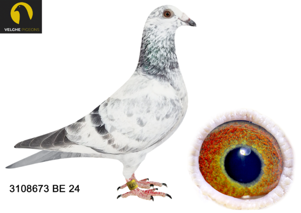 .LOT 8 VELGHE PIGEONS – BE 24 3108673 GRIZZLE COCK -DOUBLE G.son BLIZZARD KING KITTEL——–SIRE:B 22-4207848 M. GRIZZLE BLIZZARD 848. Flanders Collection Grizzle. BLIZZARD won: 1.NAT ACE KBDB SD’21. 1.WORLD BP FCI YB’21. 1.PROV ACE KBDB 2021. 2.OLYMPIC ACE 2022. 3. NOYON 2.170 BIRDS. 3. NOYON 2.062 BIRDS. 4. NOYON 3.564 BIRDS. 4. NOYON 3.266 BIRDS. 5. NOYON 3.765 BIRDS.———–DAM:  B 22-4207895 V GRIZZLE BLIZZARD 895. Flanders Collection Grizzle. SAME MOTHER BRED: 1. PRIZE 230 BIRDS. 3. PRIZE 339 BIRDS. 6. PRIZE 1.228 BIRDS. 10.PRIZE 338 BIRDS. 12. PRIZE 431 BIRDS. 15. PRIZE 570 BIRDS. 21. PRIZE 754 BIRDS. 32. PRIZE 535 BIRDS. 38.PRIZE 1.228 BIRDS.SEE PEDIGREE!!!