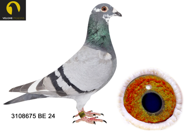 LOT 20 VELGHE PIGEONS – BE 24 3108675 BBAR PIED – DOUBLE BLIZZARD – DOUBLE BLIZZARD: 1.NAT ACE KBDB SD’21. 1.WORLD BP FCI YB’21. 1.PROV ACE KBDB 2021——-SIRE:B 22-4207828 M GRIZZLE BLIZZARD 828 Flanders Collection Grizzle…DIRECT SON TO LEGENDARY BLIZZARD KING KITTEL. SAME MOTHER BRED: 1. PRIZE 3.757 BIRDS. 3. PRIZ. 17.711 BIRDS. 3. PRIZE 545 BIRDS. 7. PRIZE 813 BIRDS. 7. PRIZE 385 BIRDS. 25.PRIZE 881 BIRDS. 32.PRIZE 1.904. 37.PRIZE 347 BIRDS. 40.PRIZE 9.452 BIRDS—————–DAM:B 22-4207843 V GRIZZLE BLIZZARD 843. Flanders Collection. Grizzle .DIRECT FROM BLIZZARD. SAME MOTHER BRED: – WITTE KITTEL 1. PRIZE 1.042 BIRDs. 6. PRIZE 1.745 BIRDS. 6. PRIZE 1.008 BIRDS. 8. PRIZE 1.587 BIRDS. 23. PRIZE 1.258 BIRDS. 54.PRIZE 2.144 BIRDS.SEE PEDIGREE!!!