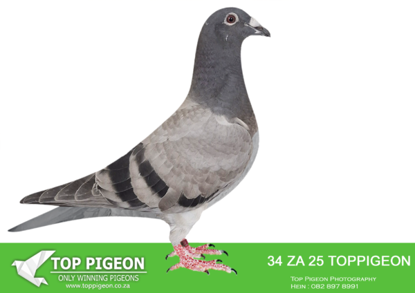 .LOT 4 BENEKE LOFTS – ZA 25 TOPPIGEON  34 -SIRE:5536 ZA WPU 24.MARNES NEL.Destiny was the 2nd Ace pigeon just before the final. Ended 16th after the final. One of the best racers in the competition. Bred out of a son of 2443 my champion cock, he (2443) is the Grandfather of Love 3.———-DAM:2658 ZA CYRL 22 TOP GUN BENEKE LOFTS 19th Final CTIOL 2023 and 8th ACE Bird CTIOL 2023. Same bred as 3rd ACE Dinokeng 2022 , 2nd Club Sale Bloemfontein..SEE PEDIGREE!!!