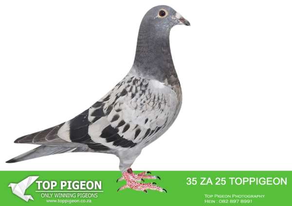 .LOT 1 BENEKE LOFTS – ZA 25 TOPPIGEON 35 -SIRE:698 ZA KPU 23.Bred from the best blood in our loft – his father is a son of two of our legends “KONING KAAS” and “THE FAMOUS SK HEN”.His mother is one of our very best racers and is a multiple winner and Top 1%.———DAM:60214 BG 24 VALYA & ROSEN DOBREVI. SIRE FLEW 12TH FINAL AFRIKAPRO AND DAM FLEW 9TH FINAL. SIRE IS BRED FROM “Trendsetter”115-22-DIAS 12th Final Race AfrikaPro 2023 and 24th ACE Blue Jacket HALF BROTHER BLUE MOON 1ST FINAL AND 1ST ACE DINOKENG OLR – SOLD FOR R400 000.00 ON TOPPIGEON.SEE PEDIGREE!!!