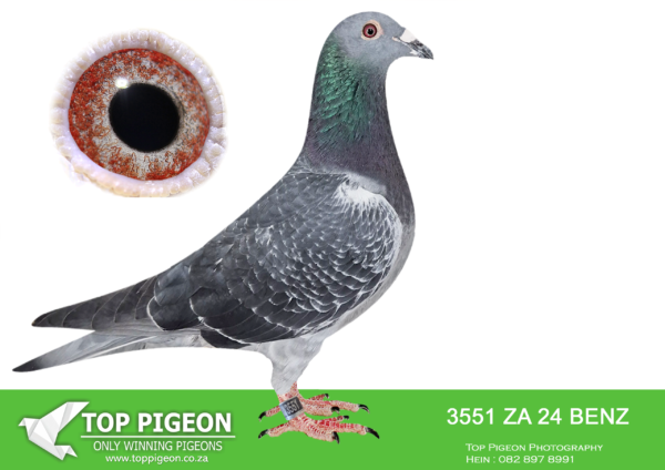 LOT 22 PIGEON PALACE -ZA 24 BENZ 3551 – SAME BRED SOLD FOR R38 000.00 ON TOPPIGEON———-SIRE: DV 414 20 02884 “KING HURRICANE” WILLEM DE BRUIJN- WORLD CLASS BREEDER- GRANDSON TO WORLD FAMOUS “ OLYMPIC HURRICANE”——DAM: BELG 20 6243141 “NEW KIM 141” GASTON VD WOUWER- BRED FROM FULL BROTHER OF “NEW KIM” MOST EXPENSIVE PIGEON SOLD IN THE WORLD- SEE PEDIGREE!!!!