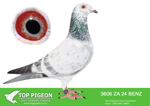 .LOT 4 PIGEON PALACE -ZA 24 BENZ 3606 –