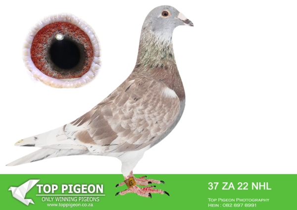 LOT 12 BADENHORST HOKKE -ZA 22 NHL 37 -SIRE: 188 12 CLAUSING . Alias “”188″” Strain: David Clausing Color: Blue Check What a super pigeon. Direct son to David Clausing’s 186 super breeding hen. This cock was bred for stock. he is half brother to super one loft racers, half brother to Heidi who won $56 840.00 in the 2005 Million Dollar Pigeon race.————–DAM:657 15 NIX. Alias “daughter “SPOTTIE”” Strain: Clausing Color: Red Check daughter to super Breeder and racer SPOTTIE. Nix 657/15 is a small light red check hen. Added to our stock loft in 2020.SEE PEDIGREE!!!
