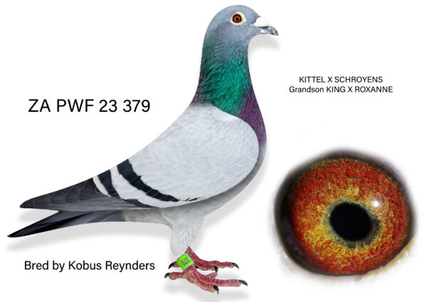 .LOT 5 SUNSET AUCTION –ZA 23 PWF 379 – SIRE:17654 THU 09 KING ROCKY.———DAM:5178 PWF 20 BONTE KIT Colour: BCWF KITTEL.SEE PEDIGREE!!!