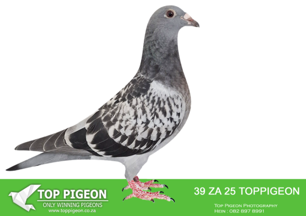 .LOT 9 BENEKE LOFTS – ZA 25 TOPPIGEON  39 -SIRE:088974357. SG STEFFL. BEST SON OF GOMEZ.———-DAM: 15804 ZA 16 TRPF Alias “”04″” Strain: BN/FLOR ENGELS/TOM LOCK Color: Blue Check2 XWINNER ACE BIRD OVERALL GAUTENG COMBINE 2018 ACE BIRD OVERALL SHORTDISTANCE GAUTENG COMBINE 2018 ACE BIRD OVERALL MIDDLE DISTANCE GAUTENG COMBINE 2018 ACE BIRD OVERALL DIVISION 3 2018 ACE BIRD OVERALL S.R.P.C. 2018 ACE BIRD OVERALL MIDDLE DISTANCE. SEE PEDIGREE!!!!