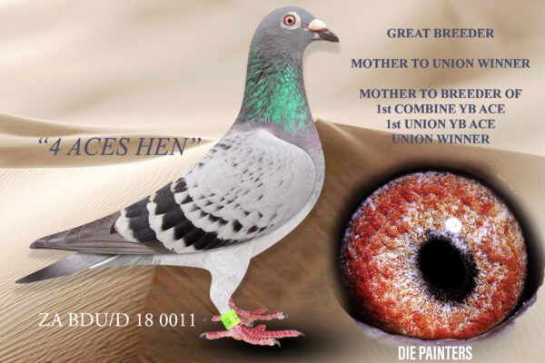 .LOT 4 DIE PAINTERS -ZA 18 BDUD 0011 “4 ACES HEN” – We acquired this hen on the dispersal sale of 4 ACES in Cape Town. She is bred directly out of their No 1 breeding hen. She soon proved to be a great breeder for us producing 3 winners in 2021. Amongst them was a Union and Combine Winner.Two of her children also flew exceptionally well for Ds Painter. Her daughter 2387/21 produced 115/22 our YB Champiionship Combine Winner and 1st YB Ace in the WRRPA Union and also in the Gauteng West Combine in 2023. “THE 4 ACES HEN” proved her versatility in breeding Top 1% Union performers with 3different cocks.SEE PEDIGREE!!!