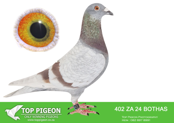 .LOT 1 BOTHA LOFTS –  ZA 24 BOTHA LOFTS 402 -SIRE:1782 ZACRU 21. DU PREEZ & DEETLEFS.(SIRE AND DAM SOLD FOR R580 000.00) THIS COCK IS A FULL BROTHER TO TURBO KITTEL OF BARNIE AND JOHN.TURBO KITTEL WAS THE BEST PIGEON IN SA WINNING 8 SANPO GOLD MEDALS. ——–DAM:1502 ZA CRU 21.BRED FOR STOCK. THIS IS BRED OUT OF “HOPE” . “HOPE HAS WON THE BAKKIE RACE DINOKENG 2020.SEE PEDIGREE!!