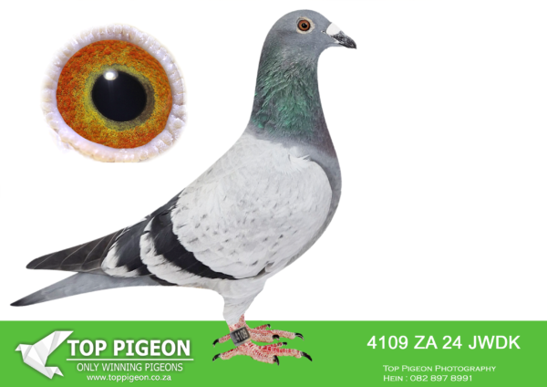 LOT 20 PIGEON PALACE – ZA 24 JWDK 4109 —–Halfbrother ‘Julia’ Afrika Pro 22 final winner from 600km. Sold 18000 euros. Brother to 2nd ACE Marlbank 3rd Final race 700km & sold for R 55 000 Top Pigeon auction. Sister ‘Zarina’s legacy’ winner of Afrika Pro race also 5th (equal win) in another race and 77th Final on the day less than 100 birds back. Blue Jacket 21st & 37th brown jacket sold for 9400 euros PIPA. Her sister Zarina Pride was 5th brown. jacket with 2 races to go. Brother one of the best birds SAIPR lofts.——-SIRE:ZA 18 82880 “DOUBLE COMBINE”. SUPER SON FOUNDATION COCK “NUMBER ONE” PROLIFIC PERFORMER & PTA UNION WINNER. HIS DAUGHTER 1955/21 “JULIA” WON THE PRESTIGIOUS AFRIKA PRO OLR IN 2022 FROM 601KM AGAINST MORE THAN 100 TEAMS CONSISTING OF 15 BIRDS EACH FROM ALL THE BEST LOFTS ON THE PLANET. IN THE 2023 AFRIKAPRO FINAL RACE HIS TWO CHILDREN CAME 26TH AND 57TH.———-DAM:ZA 20 TRPF 7688 “ZARINA”. PIGEON PALACE. SANPO GOLD MEDAL AND NATIONAL ACE PIGEON WINNER ALLROUND 2022. ALSO SANPO SILVER MEDAL SHORT DISTANCE. 3 X UNION WINNER , 6 TIMES TOP 10 UNION. THIS HEN RACED FANTASTIC FROM 300KM TO 750KM. “ZARINA” IS CLOSELY RELATED TO NO LESS THAN 2 OTHER SANPO GOLD MEDAL WINNERS. ONE OF THE BEST EVER IN SOUTH AFRICANRACING HISTORY.SEE PEDIGREE!!!