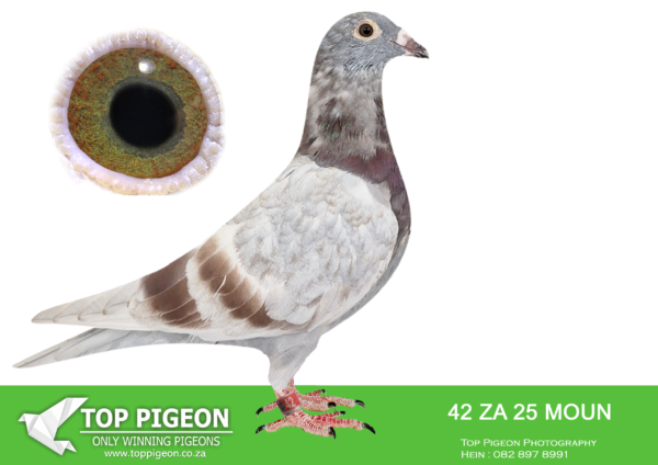 .LOT 2 FERDIE LUBBE -ZA 25 MOUN 42 -“SUPREME STAR” ZA25 MOUN 42 SIRE:”IN FULL FLIGHT” ZA 24 16006 BRED FOR STOCK GSIRE:”GREIPEL STAR: NL 21 17491192 STRAIN DIRK VAN DEN BULCK SIRE TO:FIRE HAWK ZA23 MOUN 1033 SOLD ON AFRIKAPRO AUCTION AT TOP PIGEON FOR R26,000 – 10/11/24 SIRE TO 3 WINNERS.————DAM: ZA 20 MOUN 991 .Alias “ULTIMATE SPRINT” Strain: MOUNTAIN LOFTS Color: BLUE CHECK “ULTIMATE SPRINT” ZA20 MOUN 991 BRED BY MOUNTAIN LOFTS RACED BY NICO JANSEN SUPER RACER 1ST ACE PTA SPRINT WINNING WITH 400 POINTS MARGIN OVER 13 RACES ON A POINT SYSTEM OF 100 POINTS PER RACE NOW BREEDING AT MOUNTAIN LOFTS.SEE PEDIGREE!!!