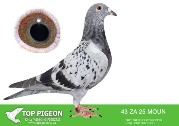 LOT 11 FERDIE LUBBE -ZA 25 MOUN 43 -SIRE:”IN FULL FLIGHT” ZA 24 16006 BRED FOR STOCK GSIRE:”GREIPEL STAR: NL 21 17491192 STRAIN DIRK VAN DEN BULCK SIRE TO:FIRE HAWK ZA23 MOUN 1033 SOLD ON AFRIKAPRO AUCTION AT TOP PIGEON FOR R26,000 – 10/11/24 SIRE TO 3 WINNERS.————DAM: ZA 20 MOUN 991 .Alias “ULTIMATE SPRINT” Strain: MOUNTAIN LOFTS Color: BLUE CHECK “ULTIMATE SPRINT” ZA20 MOUN 991 BRED BY MOUNTAIN LOFTS RACED BY NICO JANSEN SUPER RACER 1ST ACE PTA SPRINT WINNING WITH 400 POINTS MARGIN OVER 13 RACES ON A POINT SYSTEM OF 100 POINTS PER RACE NOW BREEDING AT MOUNTAIN LOFTS.SEE PEDIGREE!!!
