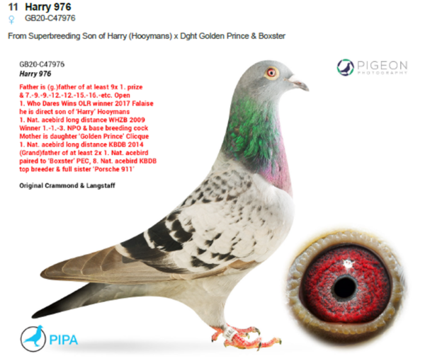 .LOT 3 PIGEON PALACE -GB 20C 47976 -From Superbreeding Son of Harry (Hooymans) x Dght Golden Prince & Boxster————- FATHER IS ‘FONTWELL FLASH HARRY’, ORIGINAL JAN HOOYMANS COCK Father of GB16-N02222  2. section 1,536 birds / 9. Open BICC Alencon 4,914 birds 337 m  3. section / 15. Open NFC Messac – 6,904 birds 410 km  10. section / 25. Open BICC Falaise – 2,672 birds 284 km  11. section / 36. Open NFC Fougeres – 2,743 birds 347 km.————– MOTHER IS DAUGHTER OF ‘GOLDEN PRINCE’ X ‘BOXSTER’ Bred from ‘Golden Prince’  1. Nat. acebird long distance KBDB 2014  Best long distance racer 3 races of Belgium 2014  3. Nat. Brive YL – 3,850 birds 2014  4. Nat. Tulle YL – 5,731 birds 2014  14. Nat. Limoges YL – 6,907 birds 2014 Also 134.-214. National Zone  In local racing 2x 1. prize 2 generations offspring ‘Golden Prince’ wins  1. Nat. acebird long distance YL KBDB 2017  1. Nat. acebird great MD old KBDB 2018  7. Nat. acebird long dist. KBDB 2019  9. Nat. acebird allround KBDB 2017  9. BE racer long distance 3 Nat. races PIPA Ranking 2017.SEE PEDIGREE!!!!