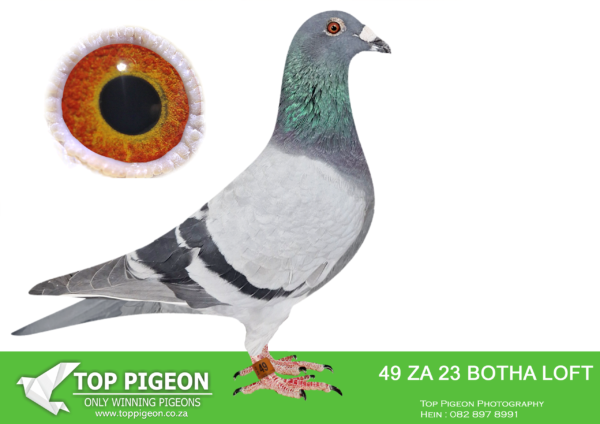 LOT 13 BOTHA LOFTS -ZA 23 BOTHA LOFTS 49 -SIRE:11580 ZA 16. Excellent breeder and racer bred from our click pair. Pair sold for R250k. 1st Bloemfontein ;2nd Trompsburg ;7th Winburg; 14th Bloemfontein, 12th Winburg in club. Bred 2316/20 Cradock Union winner by 22min, 772km, 1029 vel. Full brother to our best racer 08223/15. Full brother 11581/16 bred 1313/22, Gariep Dam Union Winner..——DAM:00696 ZA 15. DU PREEZ & DEETLEFS. BRED SEVERAL WINNERS INCLUDING CRADOCK UNION WINNER BY 22 MINUTES. SEE PEDIGREE!!