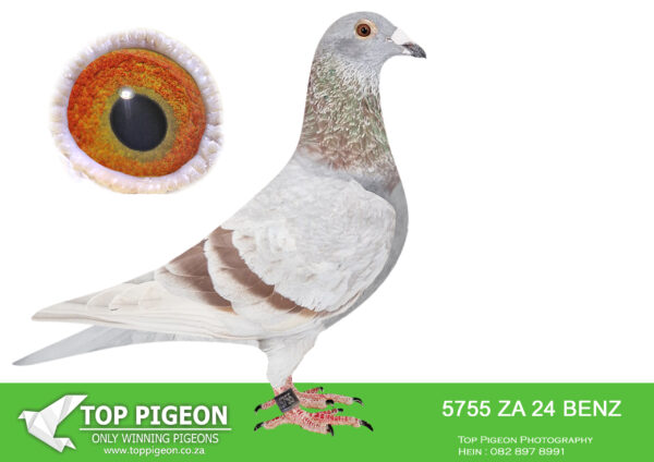 LOT 25 PIGEON PALACE – ZA 24 BENZ 5755 -‘Mealy Kittel’ Pigeon Palace Mealy Top Kittel cock and a grandson to ‘Kitty Gold Dust’ double granddaughter to the best sister in the world of ‘Kittel’ 1st National Ace KBDB. Also grandson to ‘Double Combine’ sire to ‘Julia’ winner Afrika Pro final 22 600km in the heat. His dam is a halfsister to SANPO Gold medal winner 2019 allround 2000+pigeons.————–SIRE:KGL-24-352 C ‘Golden Kittel’ Pigeon Palace.Halfbrother on sire side to ‘Julia’ Afrika Pro final race winner also 1/2 br to 26th & 57th final ’23 & 77th Final 24 on the day. only a few birds back as well as winner of race 5 and equal winner race 2. Halfbrother on dam side to first SA bird Pattaya final 24. Bred by Pigeon. Palace winners Afrika Pro final ’22 also 6th Black Jacket, 3rd & 8th Black Jacket ’23, 6th & 16th Black Jacket 24 leaders. in races 1,2,3,5,6,7 8,9 a record.———–DAM:PWDU-20-2534 H ‘Derby Indian Horse’ Pigeon Palace.Half sister SANPO gold medal winner 2019 allround 2000 plus pigeons. Top racer on Union and combine level also. Derby winner 640 km. Sister to ‘Indian Horse’ super racer Combine level & 24011/17 excellent racer and the dam to 6th Blue Jacket Afrika pro and 9th final in 2022. Bred from a click pair.SEE PEDIGREE!!!