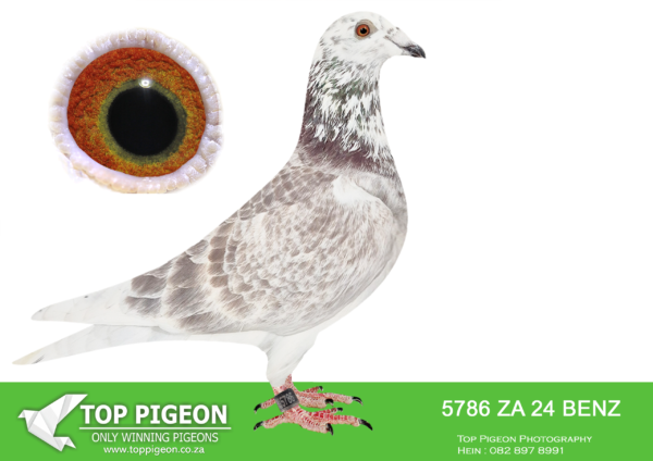 LOT 23 PIGEON PALACE -ZA 24 BENZ 5786 -‘Goed Grijs Mealy’ Pigeon Palace Mealy Grizzle Excellent Goed Grijs genetics.G/Grandson Grizzle Mama exceptionel breeding hen PIPA. Dam to Grizzle Best Kittel winner of 17 x best 1% over 20 races. 2nd Nat Ace & 5 x 1st prize!Halfsister to super One loft racer ‘Mienke’ a phenomenon at Dinokeng lofts.————–SIRE:BELG-23-6159300 C ‘Goed Grijs PIPA’ Vermeerbergen-Wilms.Grandson Grizzle. Mama exceptionel breeding hen. Dam to Grizzle Best Kittel winner of 17 x best 1% over 20 races. 2nd Nat Ace & 5 x 1st prize!————–DAM:ZA-17-34801 H Golden Thread Mirage Pigeon Palace. Super breeder form great families. Dam to ‘Mienke arguably the best racer at Dinokeng lofts after ‘Blue Moon’. Positions at Dinokeng races : 14,50,28,9,214,2,1 4 x in first pack! ‘BIG MONEY’ race final winner ’21 ! 2nd ACE bird, 2nd – bakkie race. 2nd Barzalona final overnight hard race. Bred from a super pair of pigeons. Her sister 2638/20 is PTA union winner and top racer.SEE PEDIGREE!!!