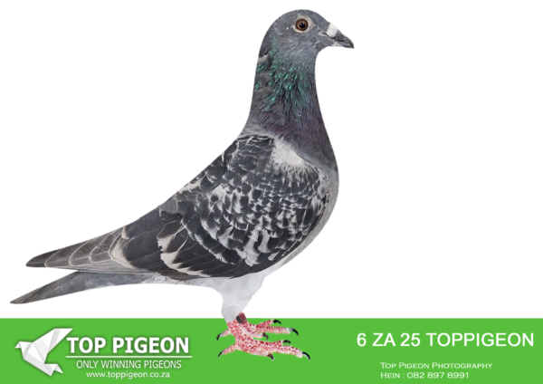 .LOT 2 BENEKE LOFTS – ZA 25 TOPPIGEON  6 -SIRE:11440 QTR 23.UMM BIRKA LOFT FULL SIBLING TO: 23RD RACE 10 AFRIKAPRO 2024. 33RD RACE 9 AFRIKAPRO 2024..———-DAM:10086 TRPF 23 BB HIGHLANDER REDS SAME BRED AS 3RD ACE AND 2ND FINAL SAIPR 2023.SIRE WERE BEST BIRD IN TRPF 2017 MIDDLE DISTANCE SANPO SILVER MEDAL WINNER BRED 3 FED WINNERS UP TO 2021 3RD ACE PIGEON SAPIR 2023 2ND FINAL SAPIR 2023 4801, 3RD BEST BIRD AS YEARLING.SEE PEDIGREE!!!