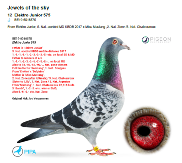 .LOT 9 PIGEON PALACE -BE 19 6016575 —THIS COCK WILL BE SOLD WITH HIS CLICK HEN (ZA 15 00301)—Hok Jos Vercammen Checkered Son “Elektro Jr.” 5th Nat. Ace-pigeon KBDB Middl Dist. 1st Prov. Ace-pigeon—————SIRE:BE 16-6032012 M “Elektro Junior Hok Jos Vercammen.5th Nat. Ace-pigeon KBDB Middl Dist. 1st Prov. Ace-pigeon Middle Dist. Y1. 1° Chevrain (354km).———–DAM:BE 17-6025108 V .”Miss Mustang” Hok Jos Vercammen Blue 2° National z. Chateauroux (526km) 1,563 p.SEE PEDIGREE!!!!