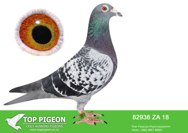 LOT 15 PIGEON PALACE -ZA 18 82936 ‘Dikkop Number 1’-Super son foundation cock ‘Number One’. Sire to 5 winners. This cock won R5000 Crusaders expensive rings from Noupoort 691 km while on the same day his brother. 85089/18 won the Crusaders expensive rings!—The ‘Number One’ dynasty is a big part of our success. at Afrika Pro One. Loft series. His siblings are super racers locally and at OLR winning Afrika Pro final in 2022. His halfsister won a race at Afrika Pro another came 3rd Marlbank OLR 2nd Ace in 2024.————–SIRE:ZA-13-10033 C “NUMBER ONE”.Foundation cock.. Halfbr. ‘Concorde’ SANPO Gold medal & ‘Mirage’3 x winner also Gauteng combine winner. Sire & g/sire to great performers OLR and union level.G/sire Africa Pro OLR final winner.———-DAM:ZA-12-252 H ‘Kleine Bliksem’ Gaby Vandenabeele.Top breeding hen from the great Vandenabeele Bliksem. line. She scored 3rd final SAPIR One loft expensive ring final on a very hard race. Bred outstanding birds. mated to ‘Number one’.SEE PEDIGREE!!!!