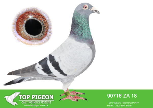 .LOT 1 BADENHORST HOKKE – ZA 18 90716 -son to super breedin cock Mr Carelly mated to his own daughter who’s dam is Lady Carelly. Super pigeon in hand. Used to breed stock only. Not many of these birds on the market. ———–SIRE: 13886 15 GPU . Alias “MR CARELLY ” Strain: GOLDEN CARELLY Color: Blue Bar son of “GOLDEN Carelly”. super breeding cock for out of Africa Lofts. GPU 13886/15 is a light perfect young bird. bought late 2016 – First year in stock he bred 1st club, 1st Zululand and 3rd KZN Union 115members and 1596 birds. only baby in race loft 2017..—————DAM:0202 18 ZULU.Alias “Carelly’s Gold” Strain: GOLDEN CARELLY Color: Blue Bar very unique mating. Bred from two direct children of “Golden Carelly”. This bird is bred from super inbred “Golden Carelly”Marcelina”Miss Joice” .SEE PEDIGREE!!!