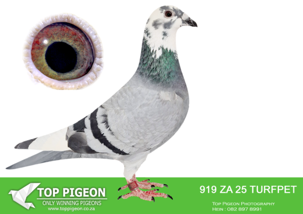 .LOT 8 FERDIE COETZER – ZA 25 TURFPET 919 – The total package . Bred from full brother Stingray x the best of Blou Bul . The perfect handler with exceptional muscles and the rare green eyes . If they have green eyes they reproduce . ” Green Eyes ‘ is a stunning hen .SEE PEDIGREE!!!