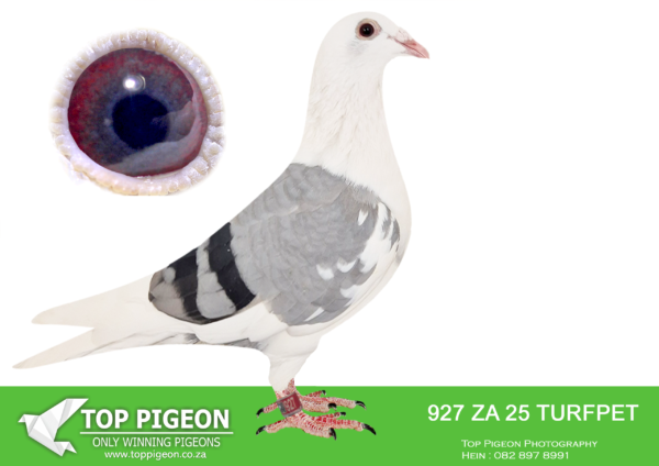 LOT 10 FERDIE COETZER – ZA 25 TURFPET 927 – This outstanding Best Kittel hen is a medium size beauty with a complete white tail . Her fantastic muscles is something special , its like a bundel of concentrated souple muscles and when covered with silky feathering it feels great . She is 3 x linebred to Best Kittel . I have used the Best Kittel pigeons in many combinations and they do make a huge difference . What a family . What a hen on offer . !!SEE PEDIGREE!!!