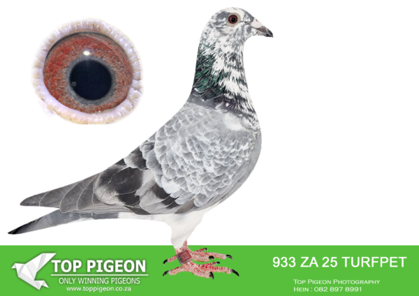 .LOT 6 FERDIE COETZER – ZA 25 TURFPET 933 – is a classy young grizzle cock ” Jaimaican Music ” . I named him after the famous Grey July horse because of his beauty , his superb muscles and speed and because he is well tempered . Jaimaican Music is a grandson to the ” Pretty Hen ” also a grandson to my grandson Best Kittel cock . His brother and sister in our race loft are the 2 most consistent yearlings never at fault and always in the front pack . Magnificent Animal .SEE PEDIGREE!!!