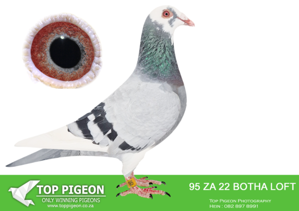 LOT 15 BOTHA LOFTS -ZA 22 BOTHA LOFTS 95 -SIRE:426 ZA ABL 21. ALWYN BESTER KITTEL. BOUGHT FOR STOCK FROM THE BEST GENETICS OF KITTEL AND CONCORDE.———DAM:9419 ZAPRPC 19. THIS IS BRED DIRECTLY OUT OF BROTHER TO CONCORDE.SEE PEDIGREE!!