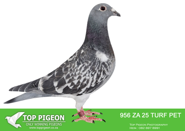 .LOT 7 FERDIE COETZER – ZA 25 TURFPET 956 – is a bc medium to small hen with the perfect aerodynamic shape . She is a perfect 10 handler with the best balance possibble . She has a silky plumage going along with her souple muscles . She is bred from the ” Rode Baron ” x ” Alice Band Hen . This will be ” Ferdie”s Choice ” for this auction .SEE PEDIGREE!!!
