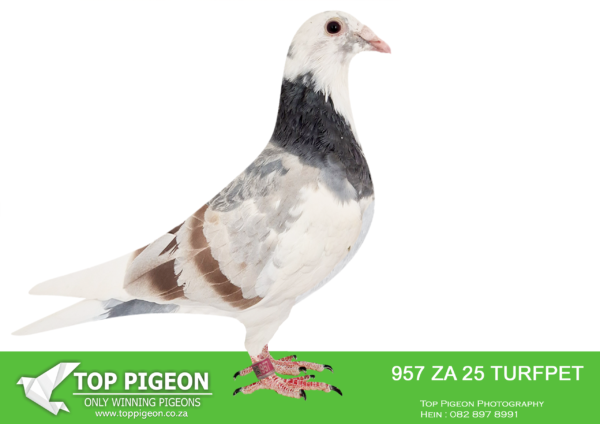 .LOT 5 FERDIE COETZER – ZA 25 TURFPET 957 – is uniqely multi coloured , white , red and splashes of charcoal around the eyes and on tail and chest . He is bred from the best Kittel , Best Kittel and Blou Bul blood . He is a grandson to my nr 1 hen ” The Pretty Hen ) . He has got the body and breeding with his superb muscles as outstanding feature . Fantastic young cock . His dam is full sister Stingray .SEE PEDIGREE!!!