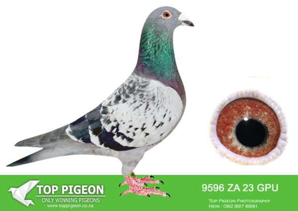 LOT 12 END MAY – ZA 23 GPU 9596 CH – SIRE:RO 18 023407. <b>TEAM FLOREA SORIN</b>. THIS IS A <b>DOUBLE G/RAND SON</b> to <b>LEGENDARY “NEW FREDDY”</b>.———DAM:RO 18 FCI 025354. <b>HER SIRE IS A PURE BRED GABY VANDENABEELE. HER DAM IS DIRECT FROM PIPA ELITE CENTRE GENETICS</b>. SEE PEDIGREE!!!
